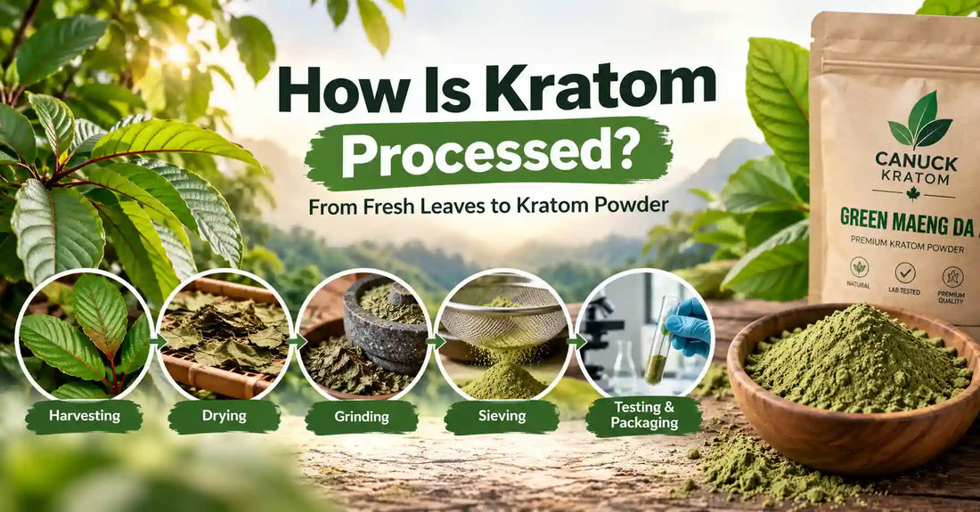 How kratom is processed from fresh leaves through drying, grinding, sieving, testing, and packaging into kratom powder.