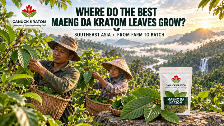 Experienced farmer selecting mature Maeng Da Kratom leaves in a tropical Indonesian growing region for Canuck Kratom Canada