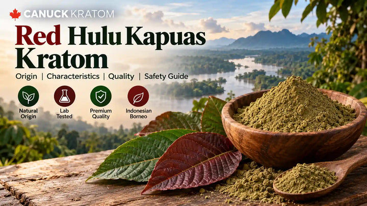 Red Hulu Kapuas Kratom powder in a wooden bowl with kratom leaves and a scenic Indonesian Borneo rainforest river background, featuring Canuck Kratom branding.