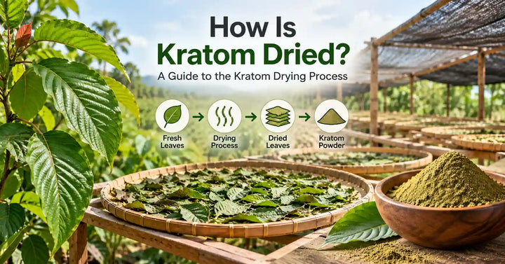 How kratom is processed from fresh leaves through drying, grinding, sieving, testing, and packaging into kratom powder.
