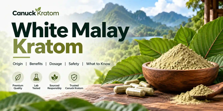 White Malay Kratom powder, capsules, and kratom leaves displayed with a tropical Malaysian landscape for a Canuck Kratom guide.