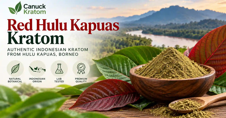 Red Hulu Kapuas Kratom powder with red and green kratom leaves from Borneo.