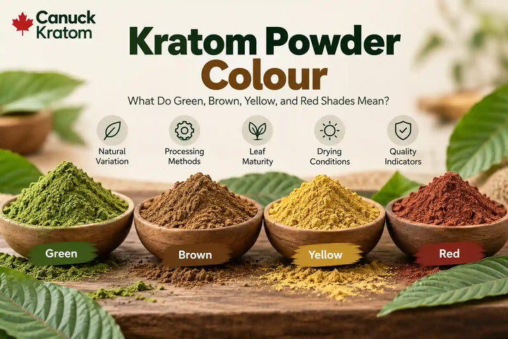 Kratom powder colour comparison showing green, brown, yellow, and red kratom powder in wooden bowls, with Canuck Kratom branding and factors affecting natural colour variation.