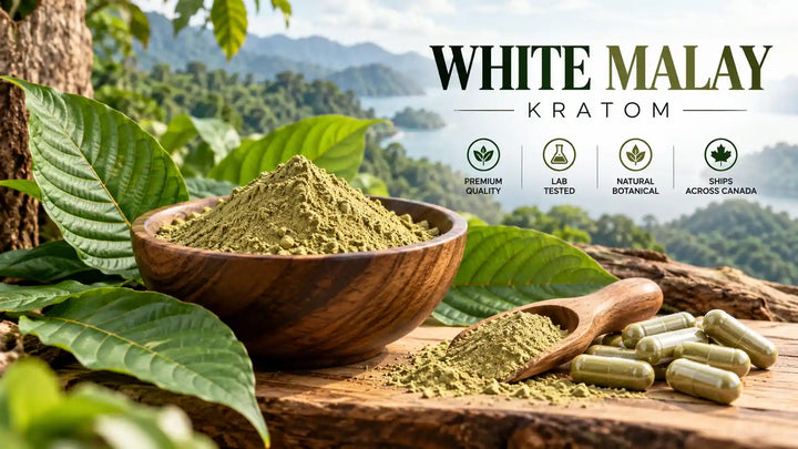 White Malay Kratom powder and capsules displayed with fresh botanical leaves in a tropical setting.