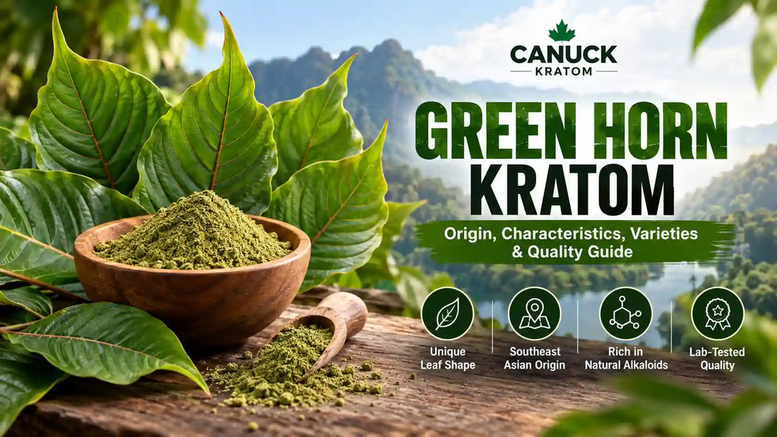 Green Horn Kratom leaves and green kratom powder with Canuck Kratom branding, highlighting its origin, characteristics, varieties, and quality guide.