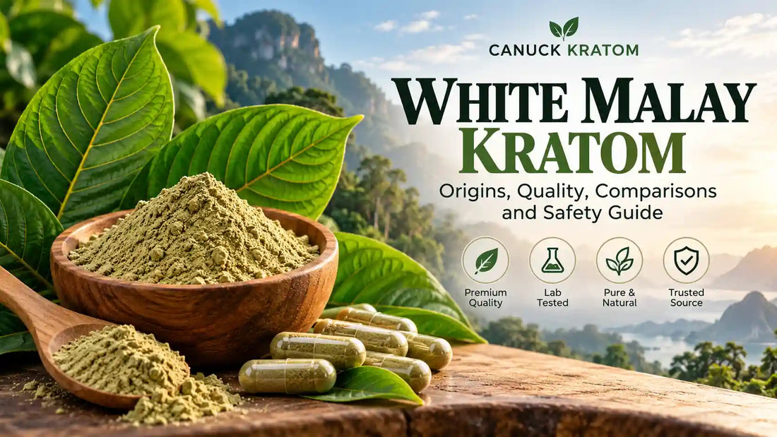 White Malay Kratom powder and capsules with kratom leaves in a wooden bowl, featuring a Canuck Kratom banner about origins, quality, strain comparisons, and safety.