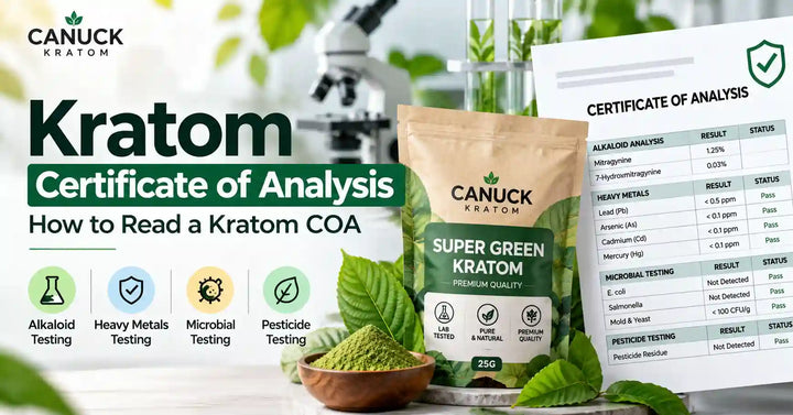 Kratom Certificate of Analysis guide showing lab testing, alkaloid analysis, heavy metals, microbial testing, and Canuck Kratom Super Green Kratom.