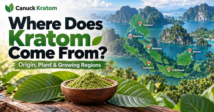 Where does kratom come from? Southeast Asian kratom origins, growing regions, fresh leaves, and kratom powder.