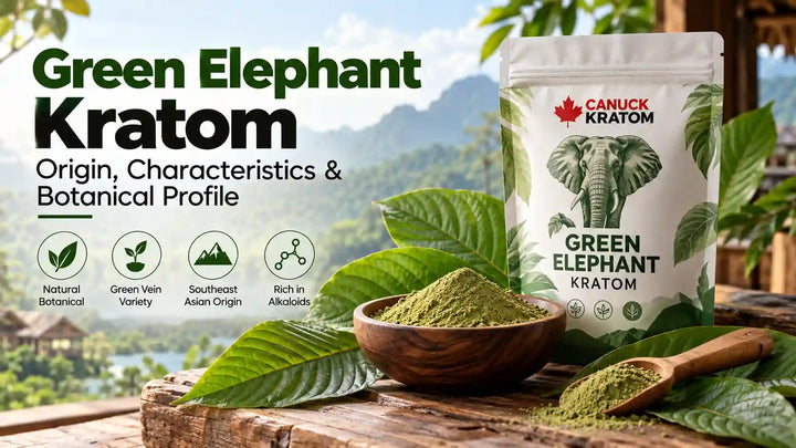 Green Elephant Kratom botanical profile with green-vein kratom leaves, powder, and Canuck Kratom product pouch.