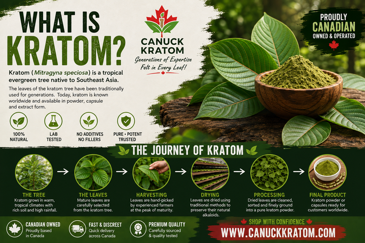 What Is Kratom and Where Does It Come From? | Kratom Canada