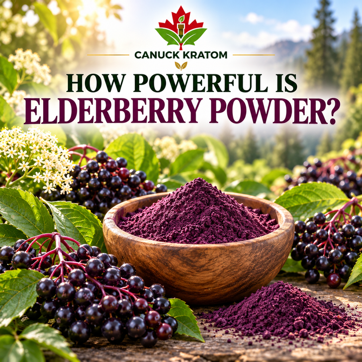 Full Benefits of Elderberry Powder
