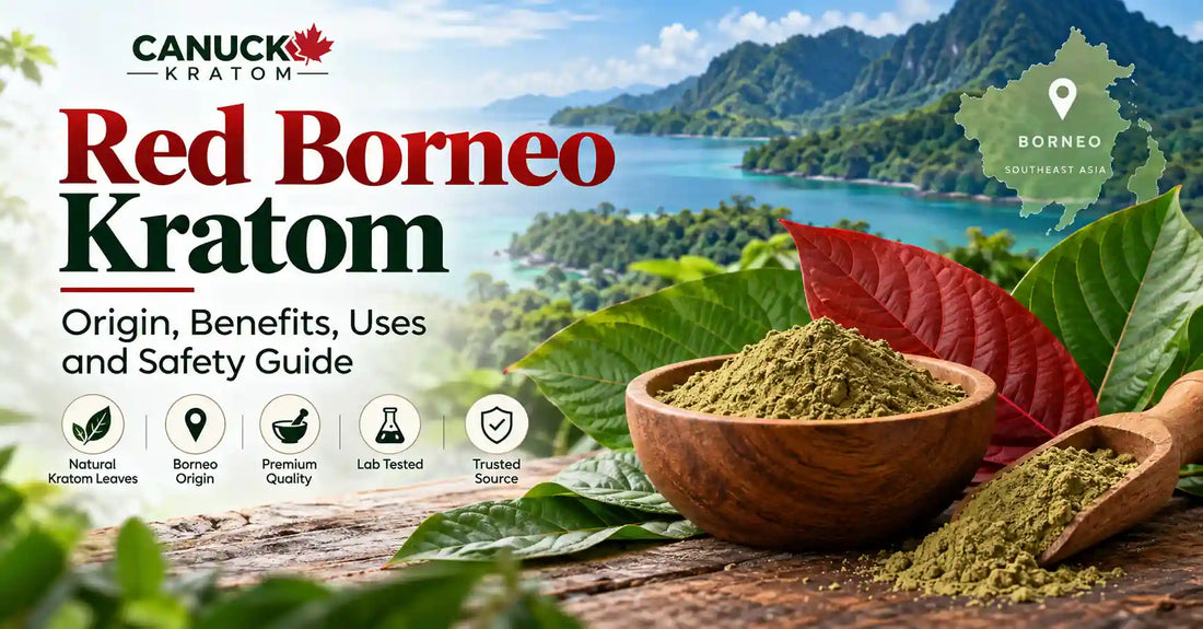 Red Borneo Kratom with red-veined leaves, kratom powder, and Borneo Southeast Asia background.