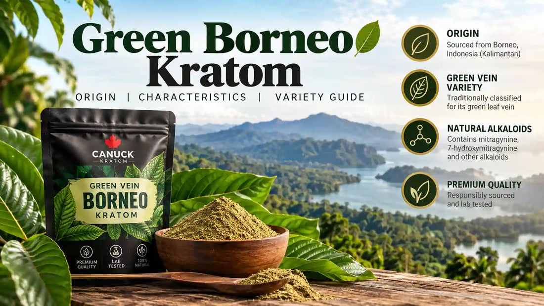 Green Borneo kratom with green-vein kratom powder, Borneo leaves, and Canuck Kratom product packaging.