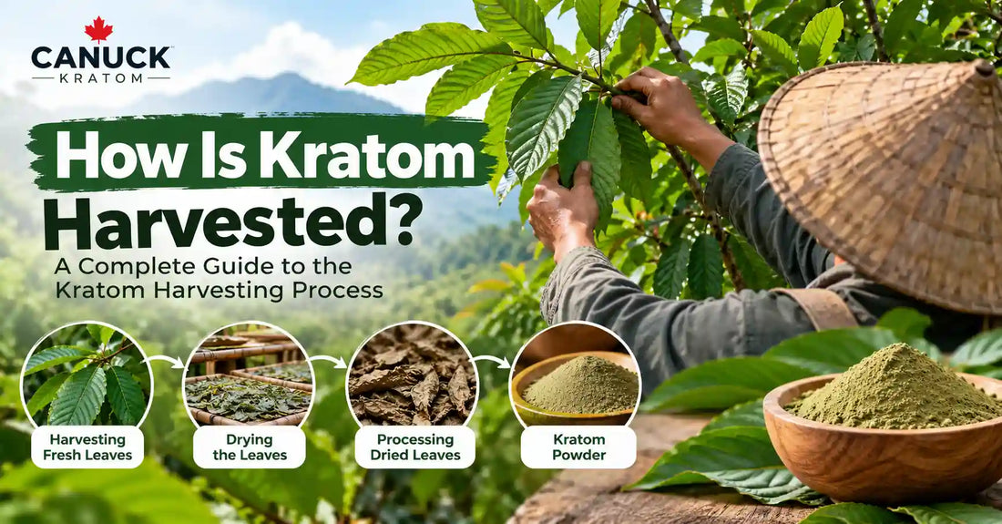 How kratom is harvested, showing fresh kratom leaves being collected, dried, processed, and turned into kratom powder.