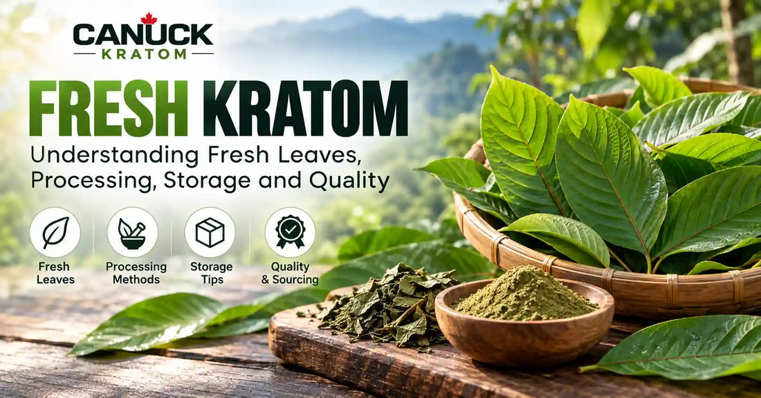 Fresh kratom leaves in a basket with dried leaves and green kratom powder, illustrating fresh kratom processing, storage, quality, and sourcing.