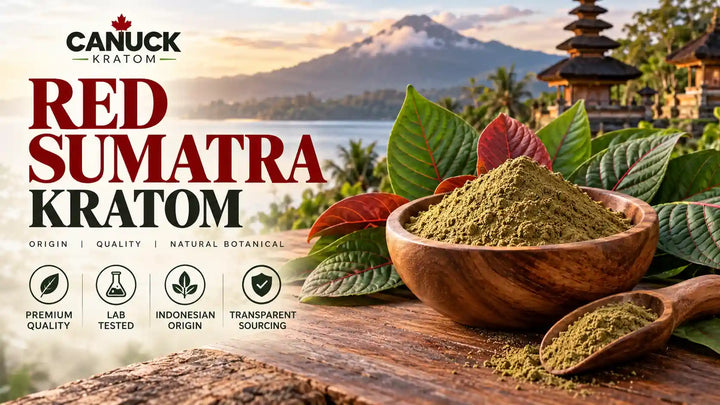 Red Sumatra Kratom powder in a wooden bowl surrounded by kratom leaves, representing Canuck Kratom's Indonesian botanical product and quality information.