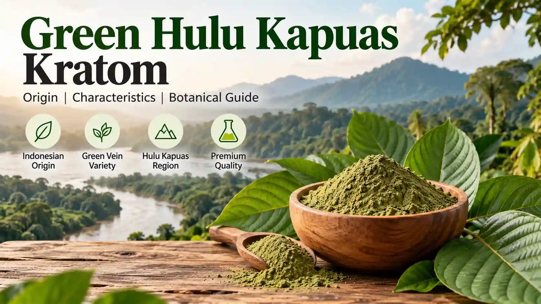 Green Hulu Kapuas kratom powder with fresh kratom leaves and a Borneo rainforest background, illustrating its Indonesian origin and green vein variety.