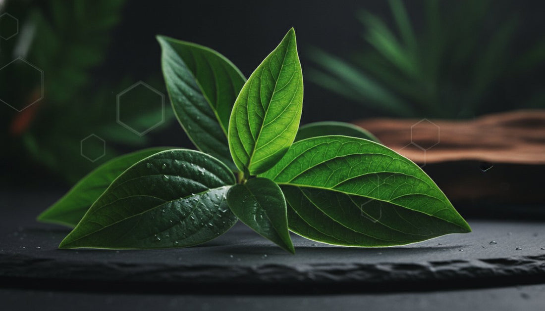 Green Vein Kratom: A Comprehensive 2026 Guide for Users