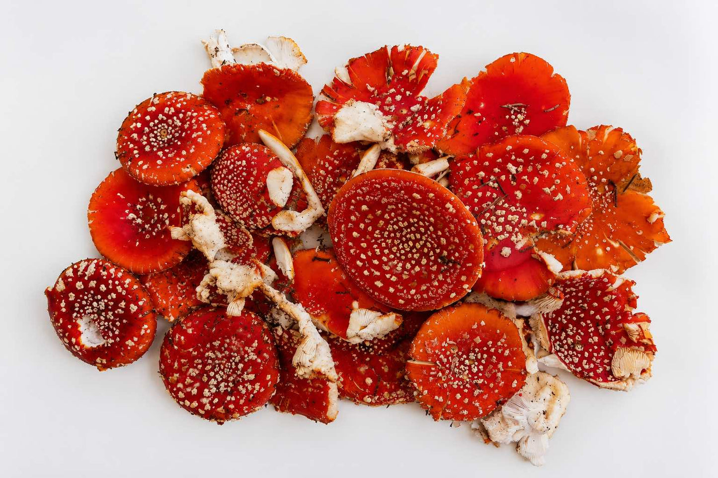 Red Amanita Muscaria mushroom caps Canada – Grade A quality from Canuck Kratom