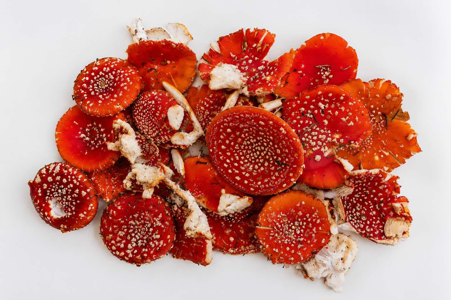 Red Amanita Muscaria mushroom caps Canada – Grade A quality from Canuck Kratom