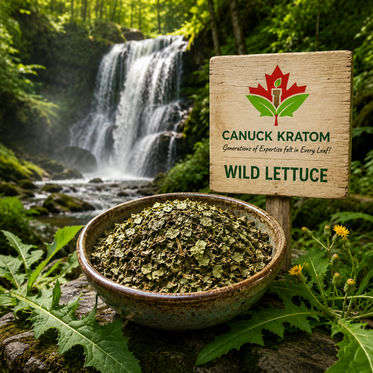 Wild Lettuce - Canuck Kratom