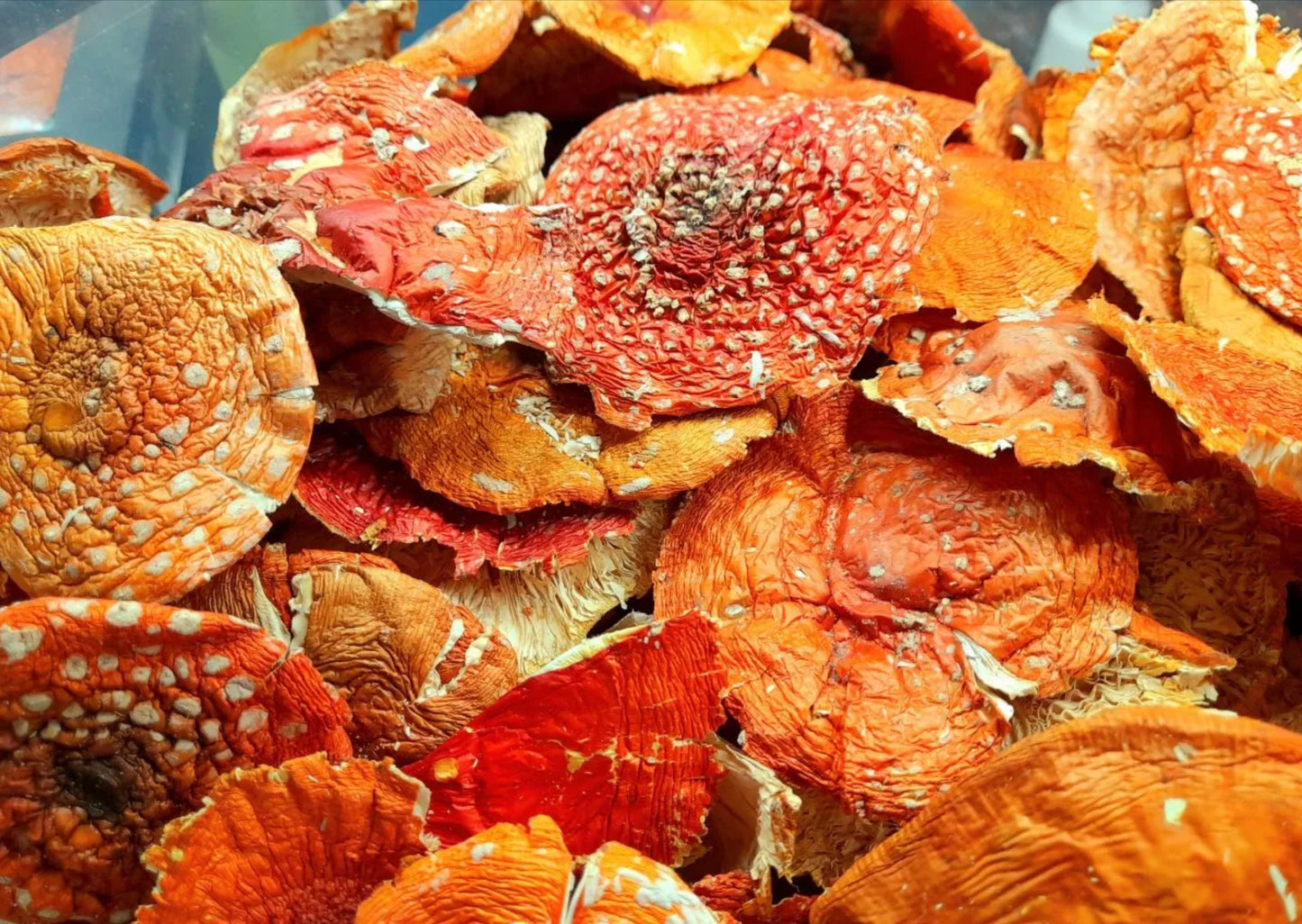 Wildcrafted Amanita Muscaria Canada – premium red and white Grade A mushroom caps