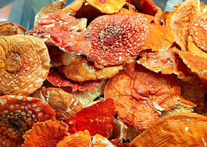 Wildcrafted Amanita Muscaria Canada – premium red and white Grade A mushroom caps