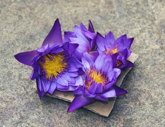 Blue Lotus Flowers